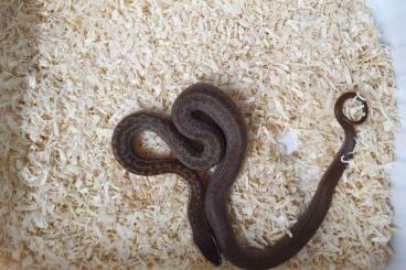 Schlangen kaufen und verkaufen Foto: Boaedon capensis Afrikanische Hausschlange. Wilde Farbe und Albino fre
