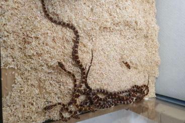 Snakes kaufen und verkaufen Photo: Pantherophis Guttatus Weibchen und Männchen Wilde Farbe und Albino fre