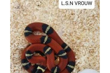 Snakes kaufen und verkaufen Photo: Lampropeltis Sinaloae Nelsoni