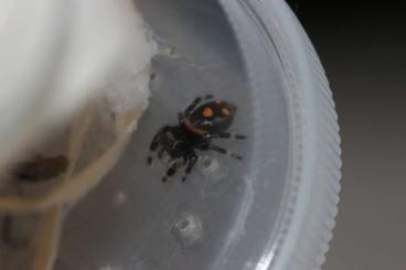 Spinnen und Skorpione kaufen und verkaufen Foto: Phidippus regius Jumping Spiders Spinnen und Skorpione kaufen und verkaufen Foto: Phidippus regius Jumping Spiders