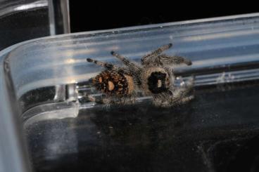 Spinnen und Skorpione kaufen und verkaufen Foto: Phidippus regius Jumping Spiders Spinnen und Skorpione kaufen und verkaufen Foto: Phidippus regius Jumping Spiders
