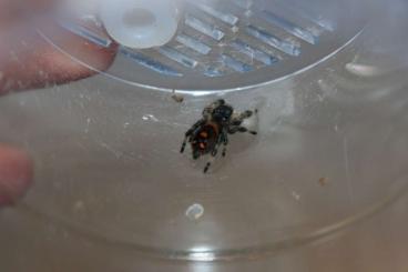 Spinnen und Skorpione kaufen und verkaufen Foto: Phidippus regius Jumping Spiders Spinnen und Skorpione kaufen und verkaufen Foto: Phidippus regius Jumping Spiders