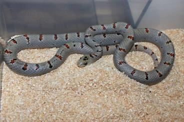 Colubrids kaufen und verkaufen Photo: Lampropeltis leonis adult Colubrids kaufen und verkaufen Photo: Lampropeltis leonis adult
