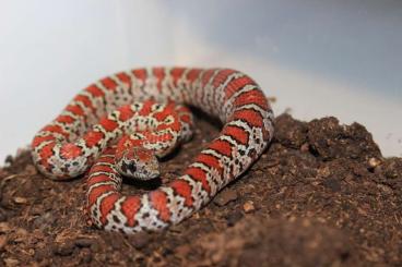 Colubrids kaufen und verkaufen Photo: Lampropeltis mexicana granite Colubrids kaufen und verkaufen Photo: Lampropeltis mexicana granite
