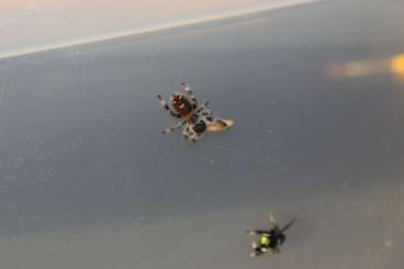 Spinnen und Skorpione kaufen und verkaufen Photo: Phidippus regius Jumping Spiders