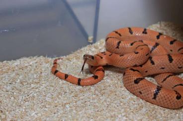 Nattern ungiftige  kaufen und verkaufen Photo: Lampropeltis leonis adult
