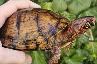 Schildkröten kaufen und verkaufen Foto: 1.0 Terrapene carolina triunguis Schildkröten kaufen und verkaufen Foto: 1.0 Terrapene carolina triunguis