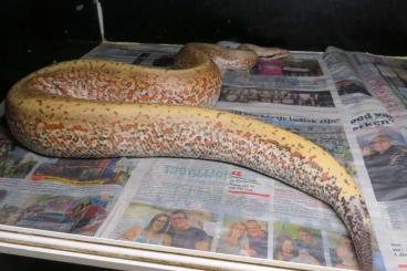 Schlangen kaufen und verkaufen Foto: Python brongersmai "pepper" project