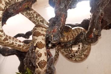 Snakes kaufen und verkaufen Photo: Hortulanus, Acrantophis, constrictor 