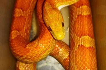 Snakes kaufen und verkaufen Photo: Guyana, dumerili und hortulanus 