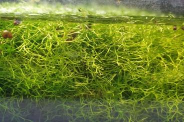 aquatic plants kaufen und verkaufen Photo: Riccia fluitans (Wassermoos) günstig abzugeben