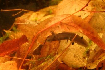 Newts kaufen und verkaufen Photo: Nachzuchten von Hypselotriton cyanurus Newts kaufen und verkaufen Photo: Nachzuchten von Hypselotriton cyanurus