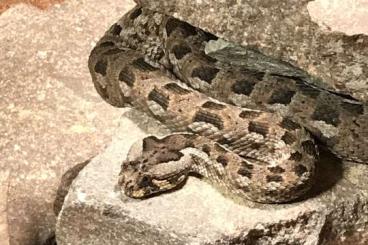 Venomous snakes kaufen und verkaufen Photo: Bitis cornuta and rubida 