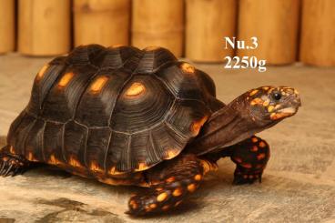 Tortoises kaufen und verkaufen Photo: Geochelone elegans and Chelonoidis carbonarius