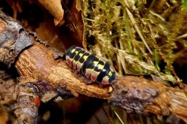 andere Wirbellose kaufen und verkaufen Foto: Ardentiella Red Diablo ex Merulanella