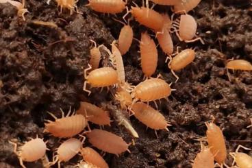 andere Wirbellose kaufen und verkaufen Foto: Asseln Porcellio laevis Orange