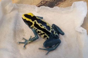 Poison dart frogs kaufen und verkaufen Photo: Männchen Dendrobates tinctorius Patricia abzugeben