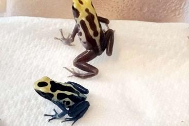 Poison dart frogs kaufen und verkaufen Photo: Dendrobates Tinctorius Patricia Ghost