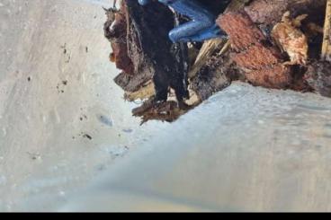 Poison dart frogs kaufen und verkaufen Photo: D. Tinctorius Patricia O. Pumilio Bastimentos Poison dart frogs kaufen und verkaufen Photo: D. Tinctorius Patricia O. Pumilio Bastimentos
