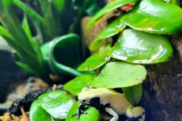 Poison dart frogs kaufen und verkaufen Photo: 1.1 und 1.2 Adelphobates Galactonotus Moonshine Poison dart frogs kaufen und verkaufen Photo: 1.1 und 1.2 Adelphobates Galactonotus Moonshine