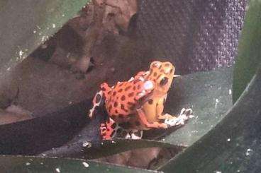 Poison dart frogs kaufen und verkaufen Photo: Pärchen Oophaga pumilio bastimentos Poison dart frogs kaufen und verkaufen Photo: Pärchen Oophaga pumilio bastimentos