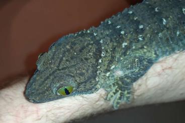 Lizards kaufen und verkaufen Photo: Gekko smithii Malaysia Grünaugengecko