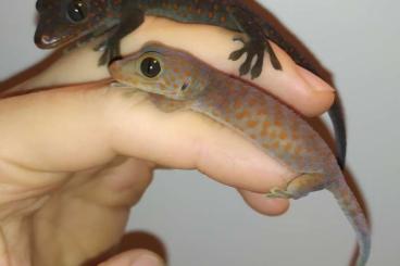 Echsen kaufen und verkaufen Foto: Gekko gecko black-eyed Tokays Tokeh Echsen kaufen und verkaufen Foto: Gekko gecko black-eyed Tokays Tokeh