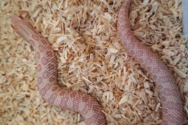 Snakes kaufen und verkaufen Photo: Brazilien und Columbien Regenbogenboa, Heterodon nasicus und a. Snakes kaufen und verkaufen Photo: Brazilien und Columbien Regenbogenboa, Heterodon nasicus und a.