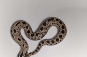 Snakes kaufen und verkaufen Photo: Brazilien und Columbien Regenbogenboa, Heterodon nasicus und a. Snakes kaufen und verkaufen Photo: Brazilien und Columbien Regenbogenboa, Heterodon nasicus und a.