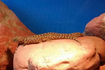 Geckos kaufen und verkaufen Photo: Heteronotia binoei Nachzuchten 