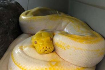 Pythons kaufen und verkaufen Foto: Python Réticulatus Dwarf Albinos G-Stripe 