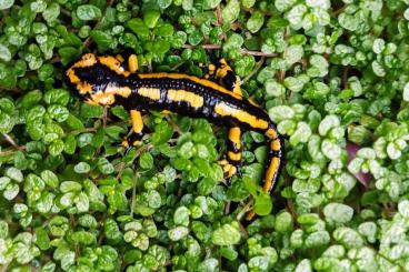 newts and salamanders kaufen und verkaufen Photo: Oviedo Feuersalamander.. 