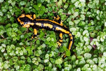 Schwanzlurche kaufen und verkaufen Foto: Oviedo Feuersalamander.. 