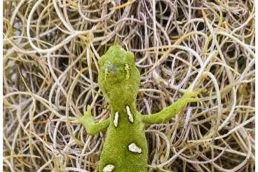 Geckos kaufen und verkaufen Foto: Grüner Baumgecko  0,1 Naultinus elegans