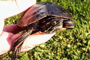 Turtles and Tortoises kaufen und verkaufen Photo: Zierschildktröte Chrysemys picta