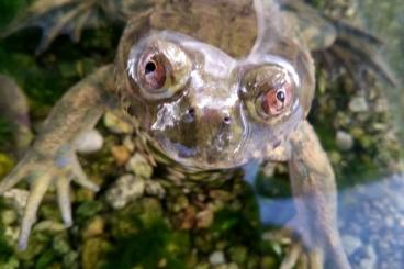 frogs kaufen und verkaufen Photo: Chilenischer Helmkopf, chilenian bullfrog