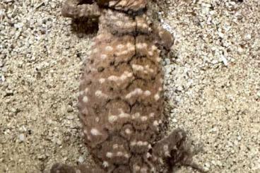 Geckos kaufen und verkaufen Photo: Some Diplodactylus and Nephrurus