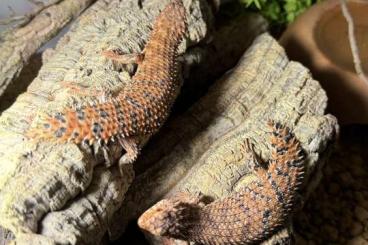 Skinks kaufen und verkaufen Photo: 1.1 Egernia Epsisolus (2023) rtb Skinks kaufen und verkaufen Photo: 1.1 Egernia Epsisolus (2023) rtb