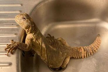 Echsen  kaufen und verkaufen Foto: Uromastyx aegyptia - Egyptian spiny-tailed lizard
