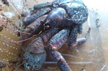 Krebstiere terrestrisch kaufen und verkaufen Foto: Palmendieb Birgus Latro Jungtier Krebstiere terrestrisch kaufen und verkaufen Foto: Palmendieb Birgus Latro Jungtier