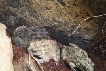 frogs kaufen und verkaufen Photo: Pantherkröten Gruppe 6.2 Bufo regularis frogs kaufen und verkaufen Photo: Pantherkröten Gruppe 6.2 Bufo regularis