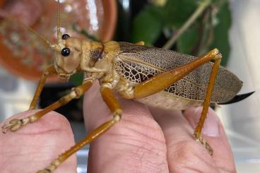 Insekten kaufen und verkaufen Foto: diverse Heuschrecken und Tarsenspinner für Hamm