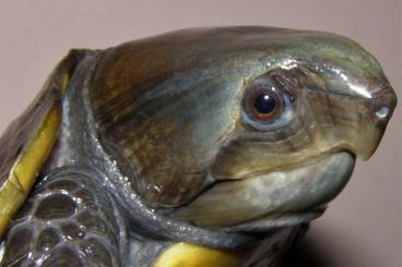 Sumpfschildkröten kaufen und verkaufen Foto: Platysternon megacephalum, Claudius angustatus. K. steindachneri