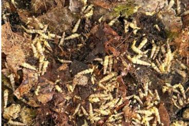 Schnecken kaufen und verkaufen Foto: Subulina octona ,Achatschnecke ,Fulica Schnecken kaufen und verkaufen Foto: Subulina octona ,Achatschnecke ,Fulica
