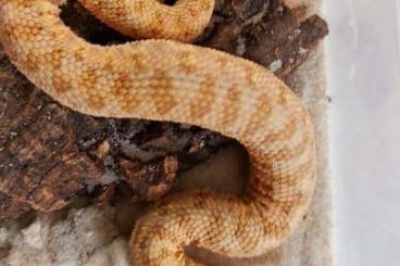 Venomous snakes kaufen und verkaufen Photo: 1,1 Cerastes cerastes Ägypten 