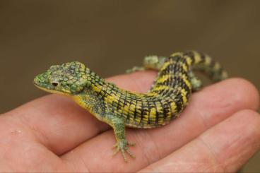 Echsen kaufen und verkaufen Foto: Abronia taeniata "green form" Echsen kaufen und verkaufen Foto: Abronia taeniata "green form"