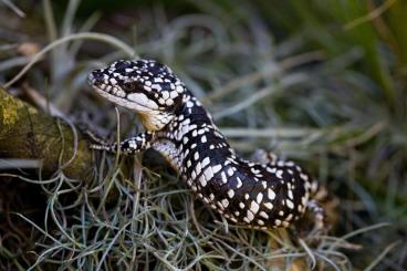 andere Echsen kaufen und verkaufen Foto: Abronia andere Echsen kaufen und verkaufen Foto: Abronia