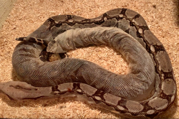 Boas kaufen und verkaufen Foto: 1.0 Boa Constrictor Imperator NZ 2009