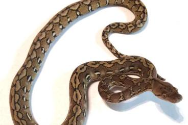 Pythons kaufen und verkaufen Foto: Reticulated python Madu .