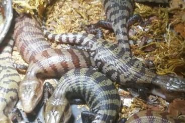 Skinks kaufen und verkaufen Photo: Biete Blauzungen Skinke, Tiliqua scincoides evanescens Skinks kaufen und verkaufen Photo: Biete Blauzungen Skinke, Tiliqua scincoides evanescens